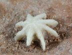 Interesting Evactinopora Bryozoa Colony - Missouri #42716-2